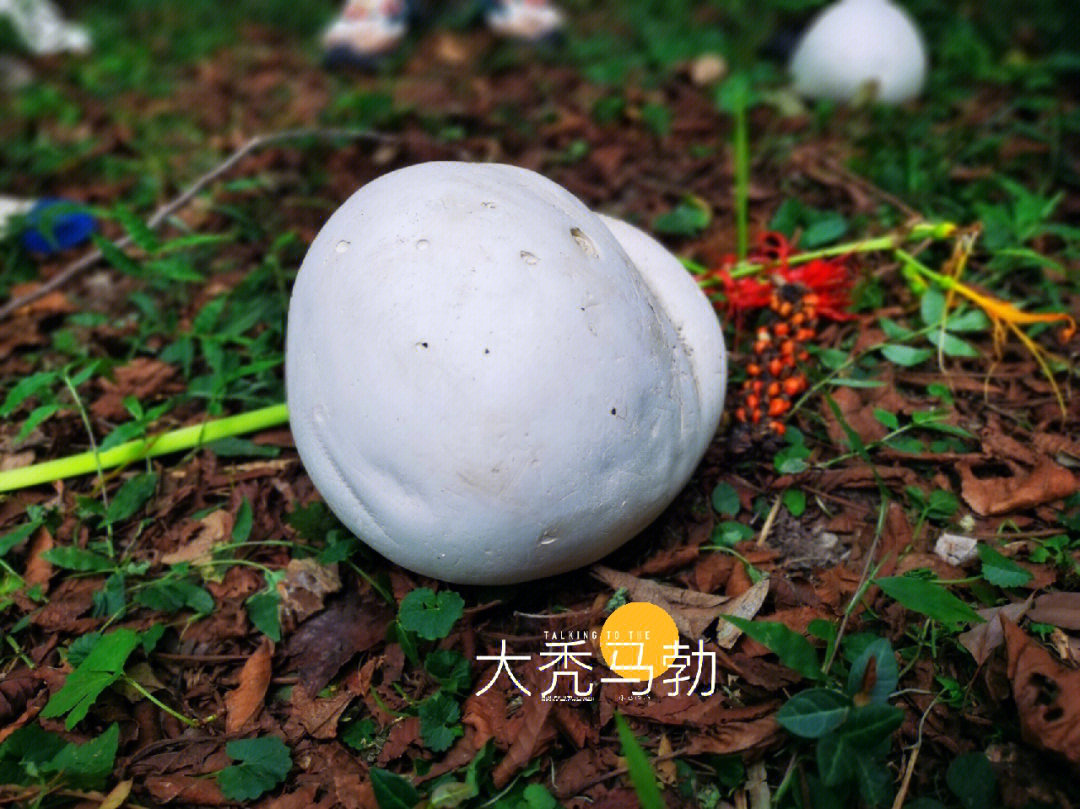 南京植物园里的白馒头大秃马勃菌