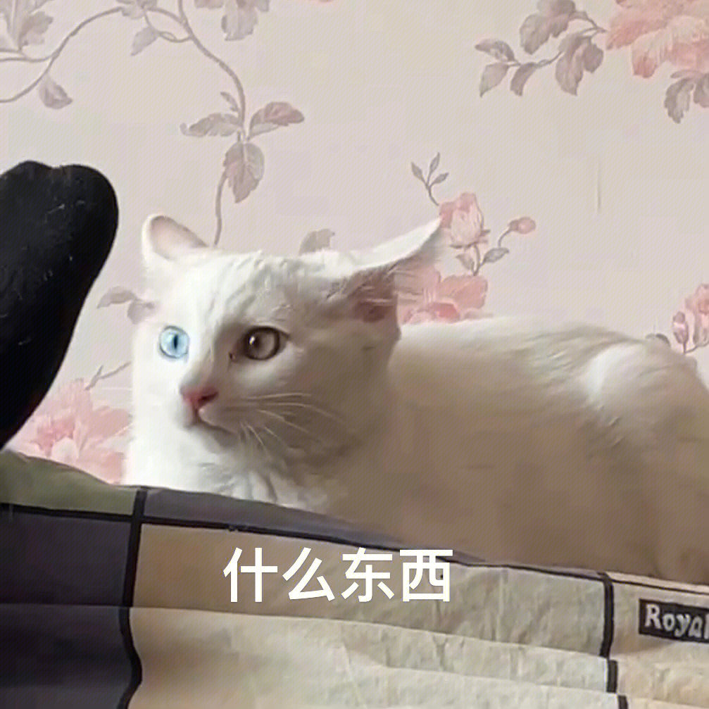 好奇心害死猫文字图片