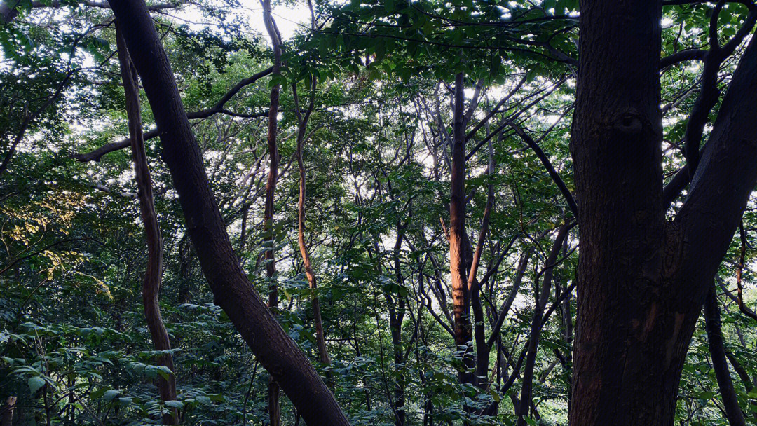 平顶山山顶公园介绍图片