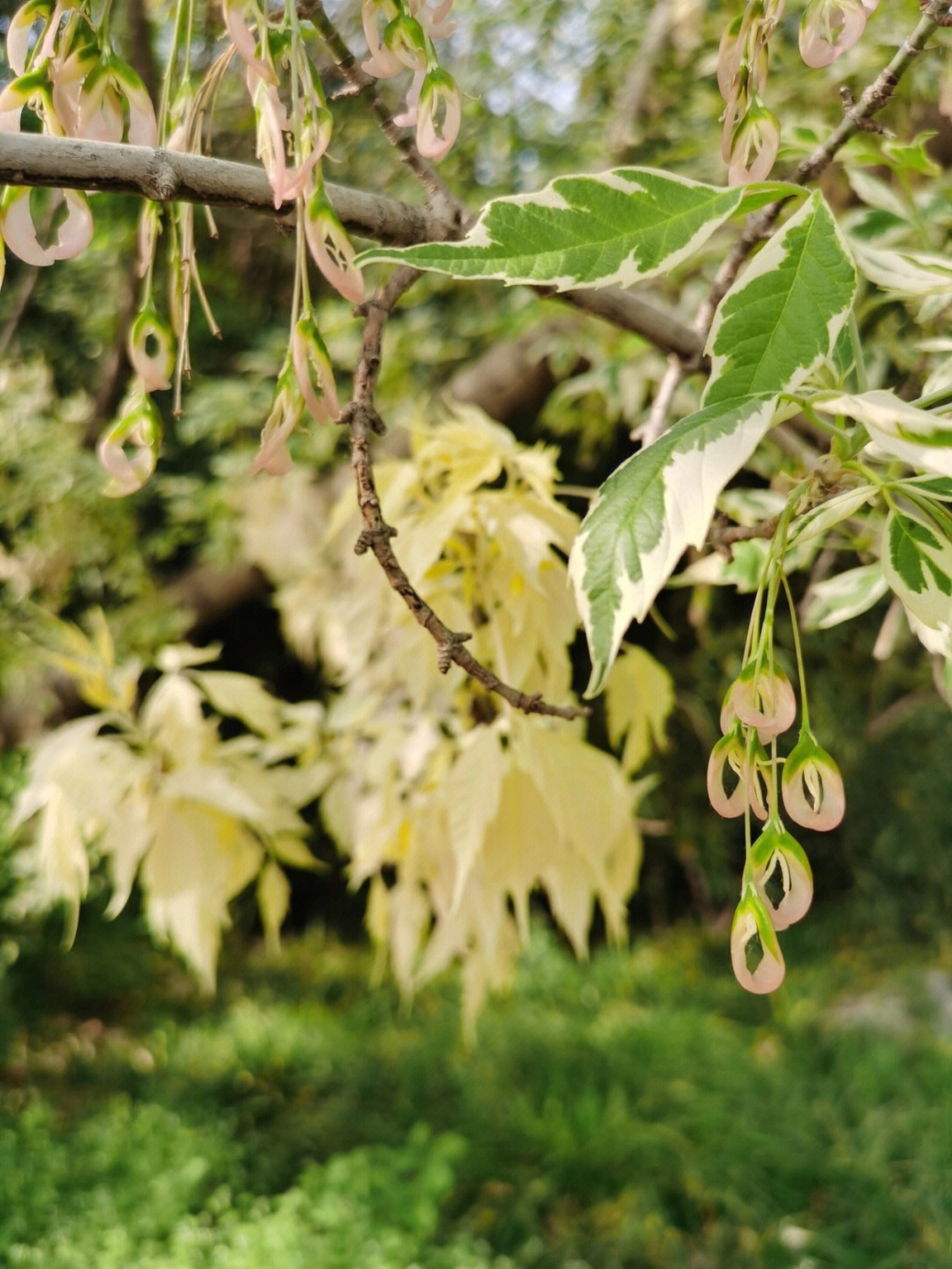 花叶梣叶槭古怪离奇的园艺植物