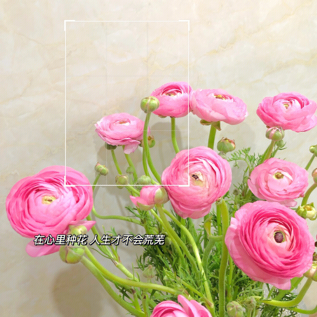 粉色洋牡丹的花语图片