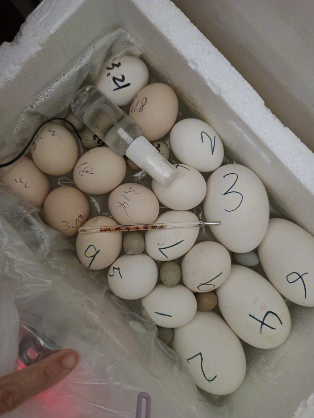 本来想着等孵化箱里出来再继续孵的,但是婆婆让我下批孵鸭蛋,所以就