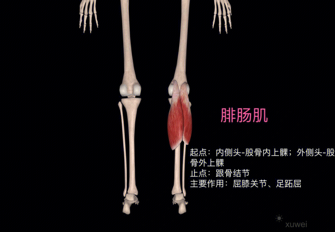 正常的小腿肌肉图片图片