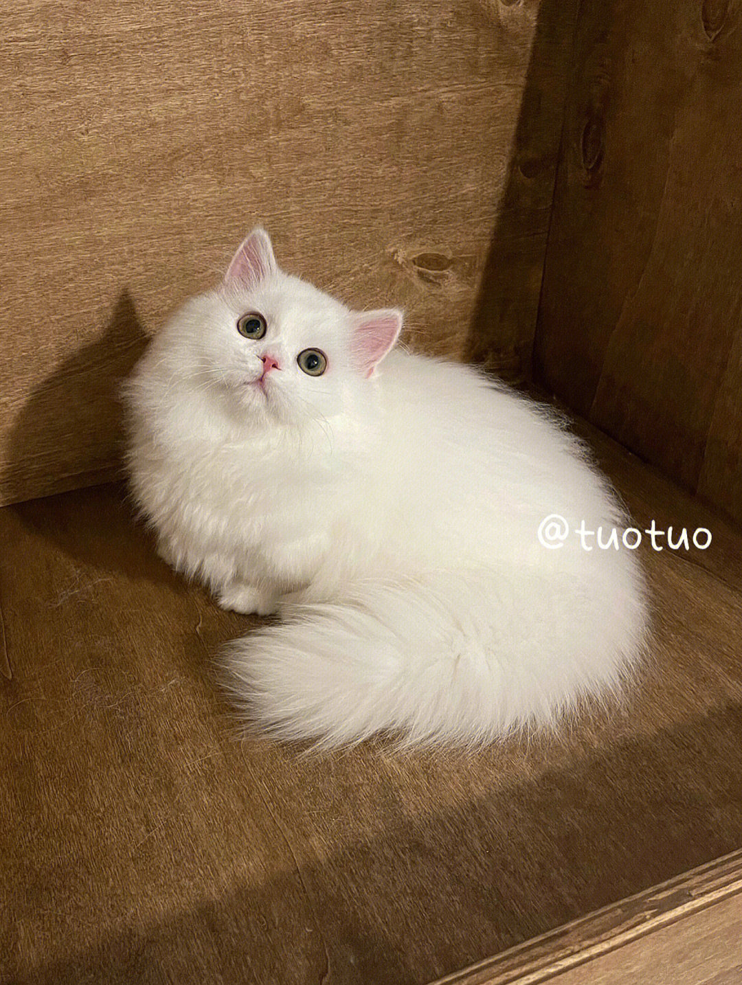 整个地球就属你最最可爱纯白米努特矮脚猫