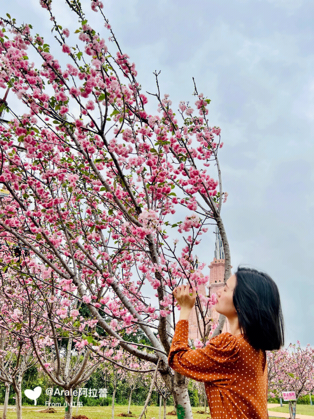 海口石山镇美城村樱花图片