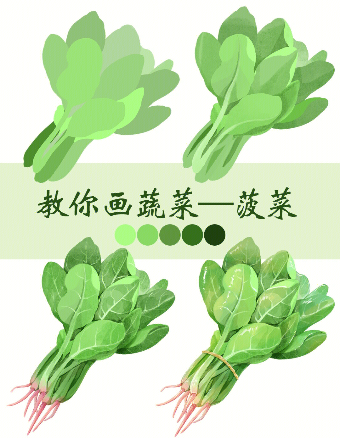 菠菜的画法图片