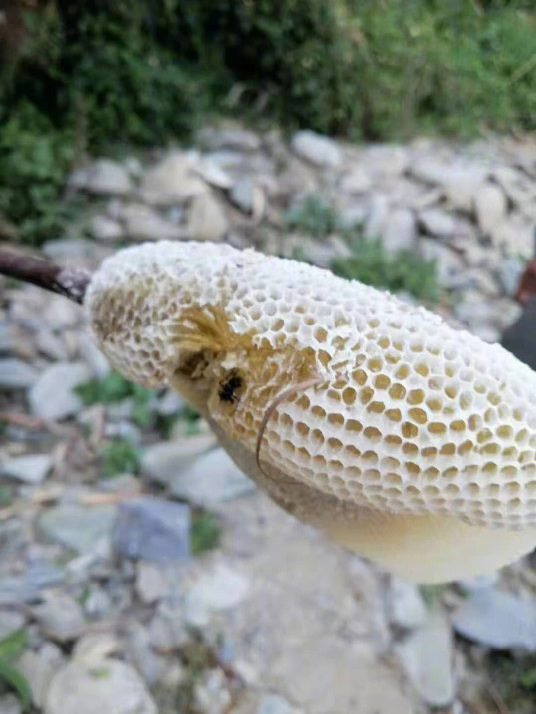 云南大山野生蜂蜜小挂蜜