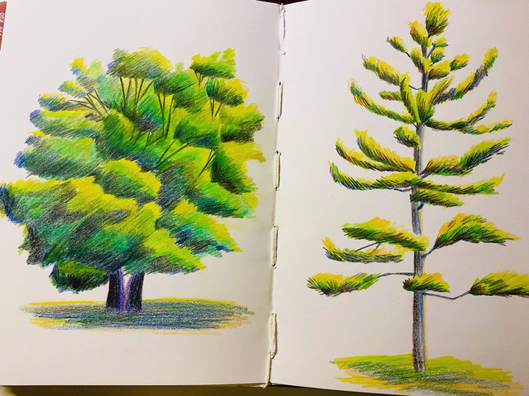 彩铅系列一些树的练习最近喜欢了绿色的树
