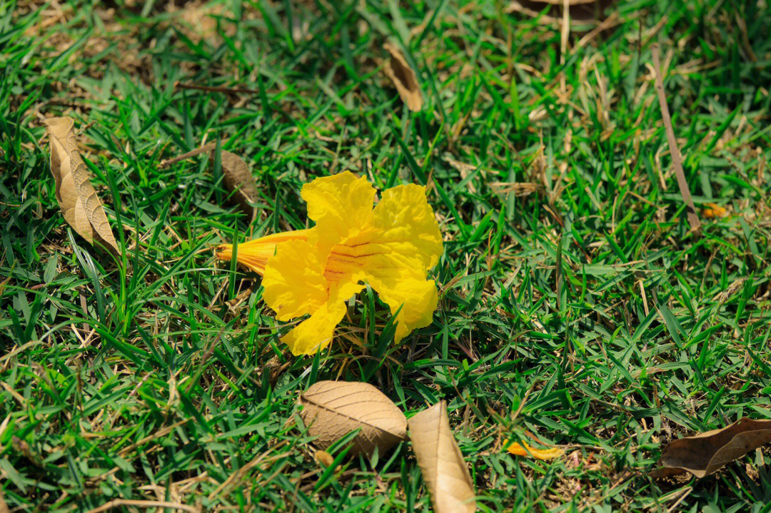 把花丢地上的图片图片