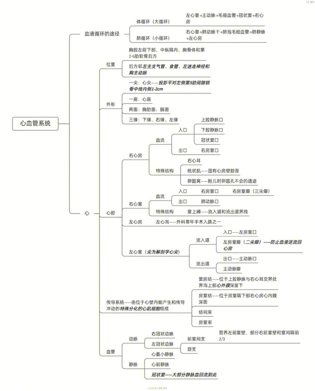 解剖学静脉思维导图图片