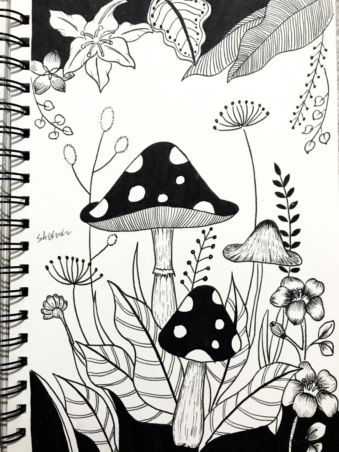 针管笔画黑白线描花卉蘑菇手绘018