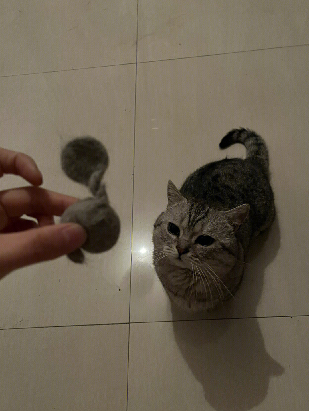 猫猫的毛毛