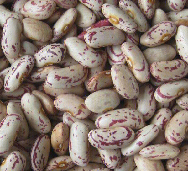 芸豆种类图片