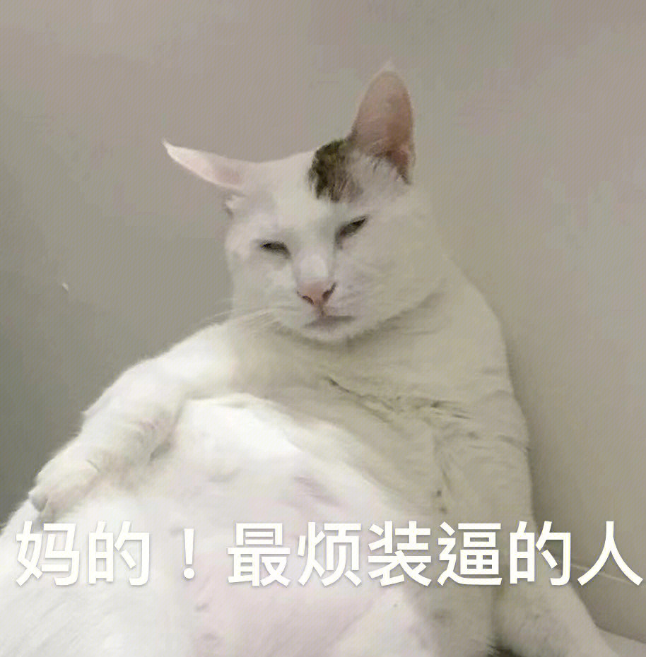 猫咪表情包200