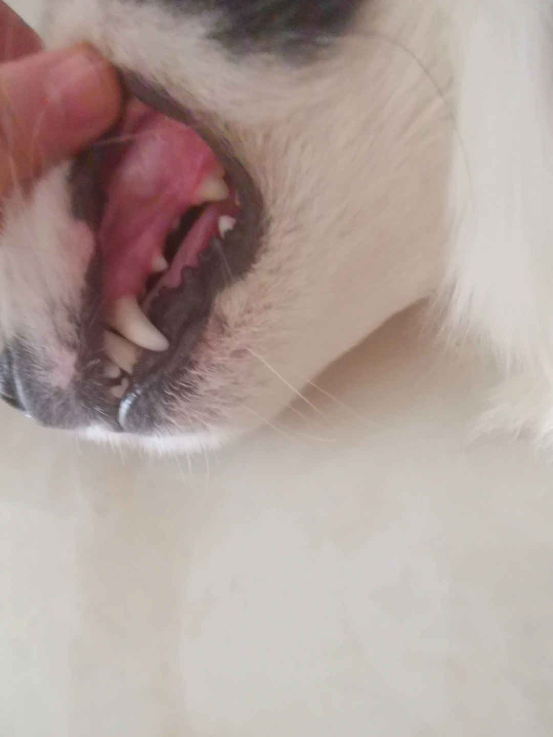 狗狗牙齿是这样的吗