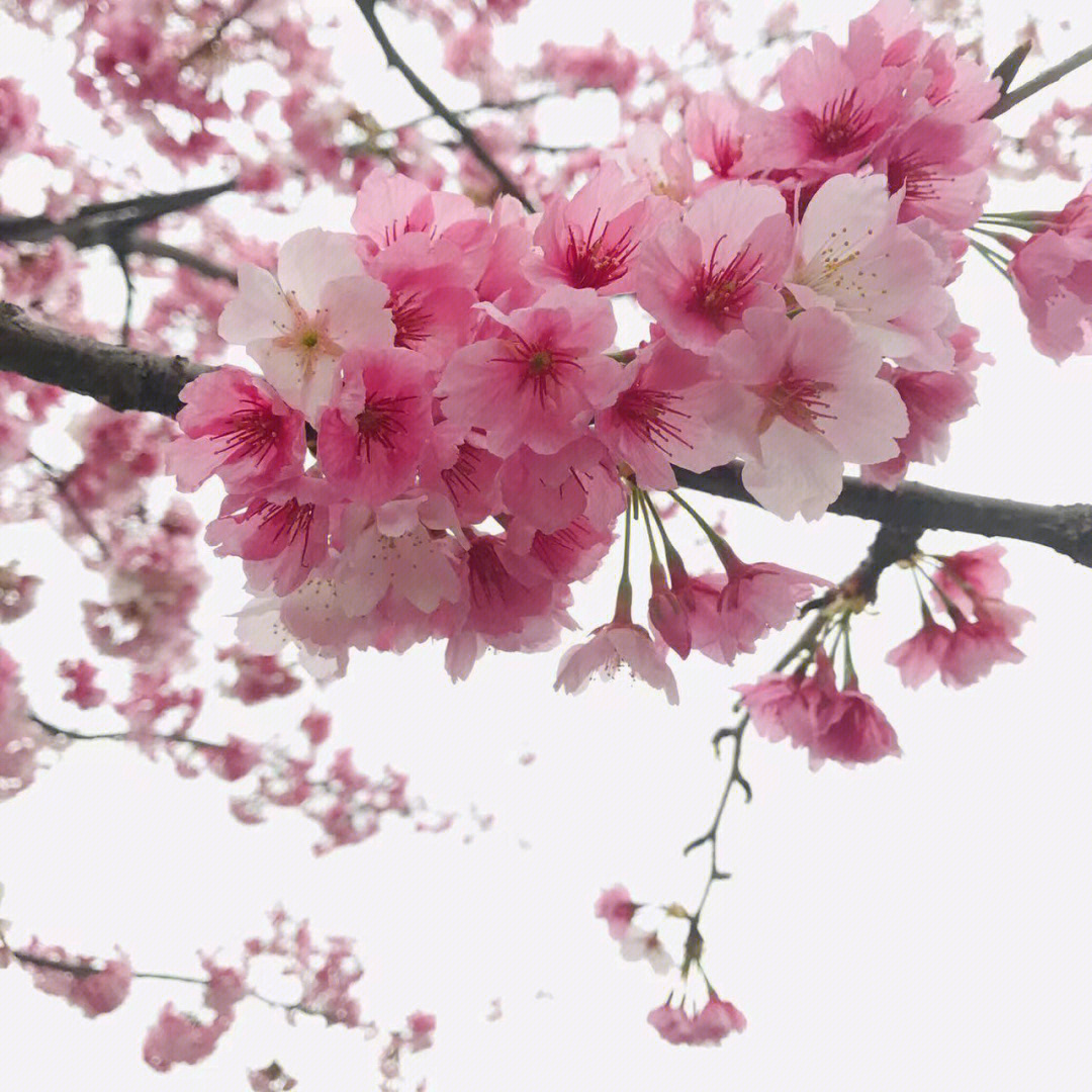 三味线樱花图片