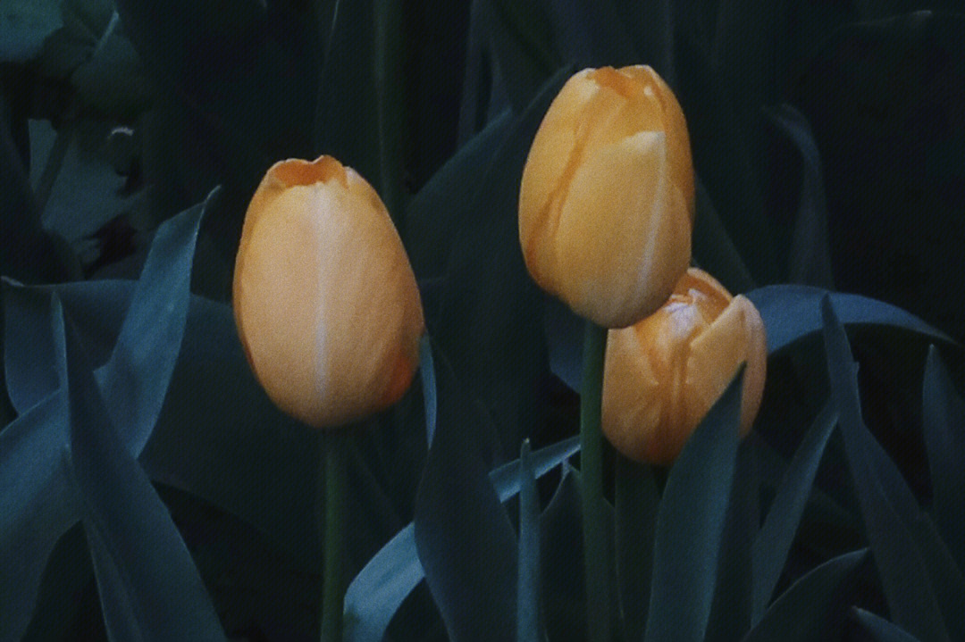 棕色郁金香花语图片