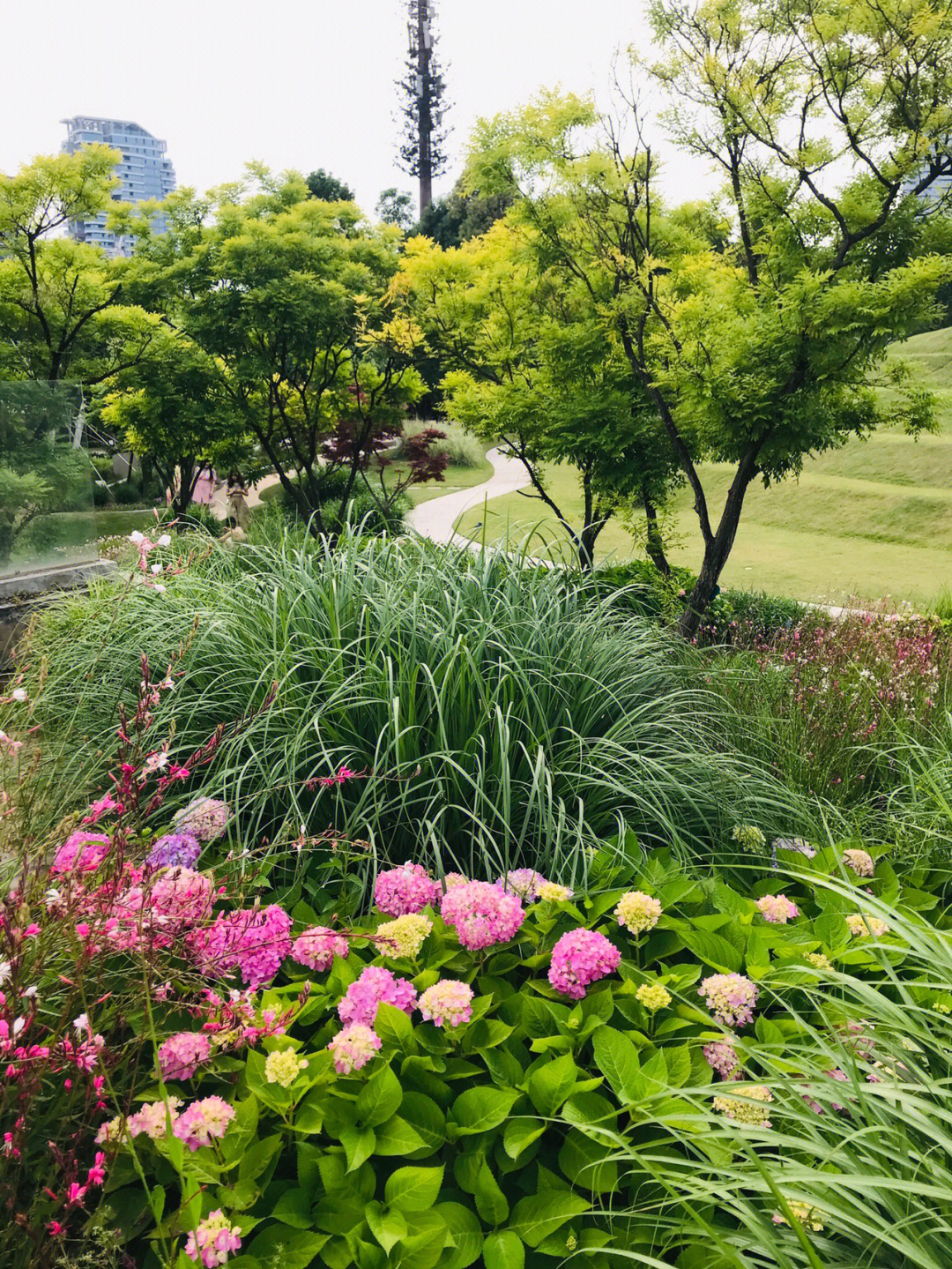 麓客岛绣球花图片