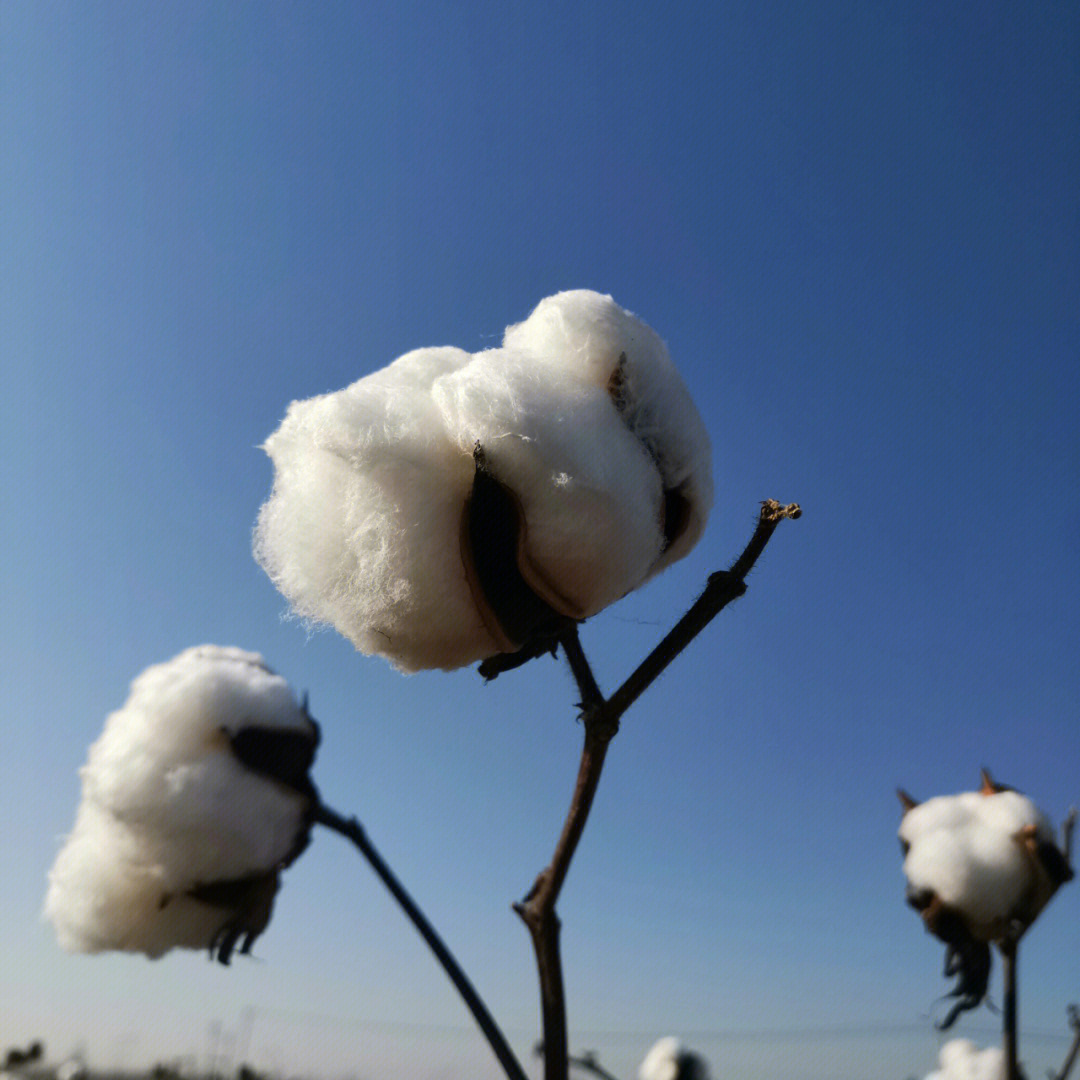 棉花照片花语图片