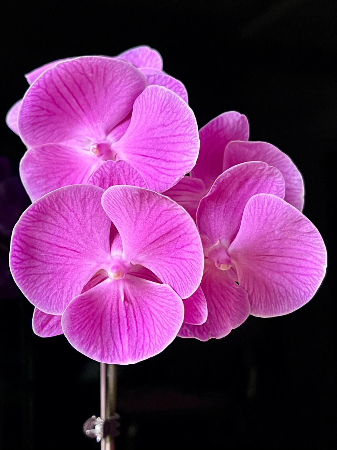 粉色蝴蝶兰的气味图片