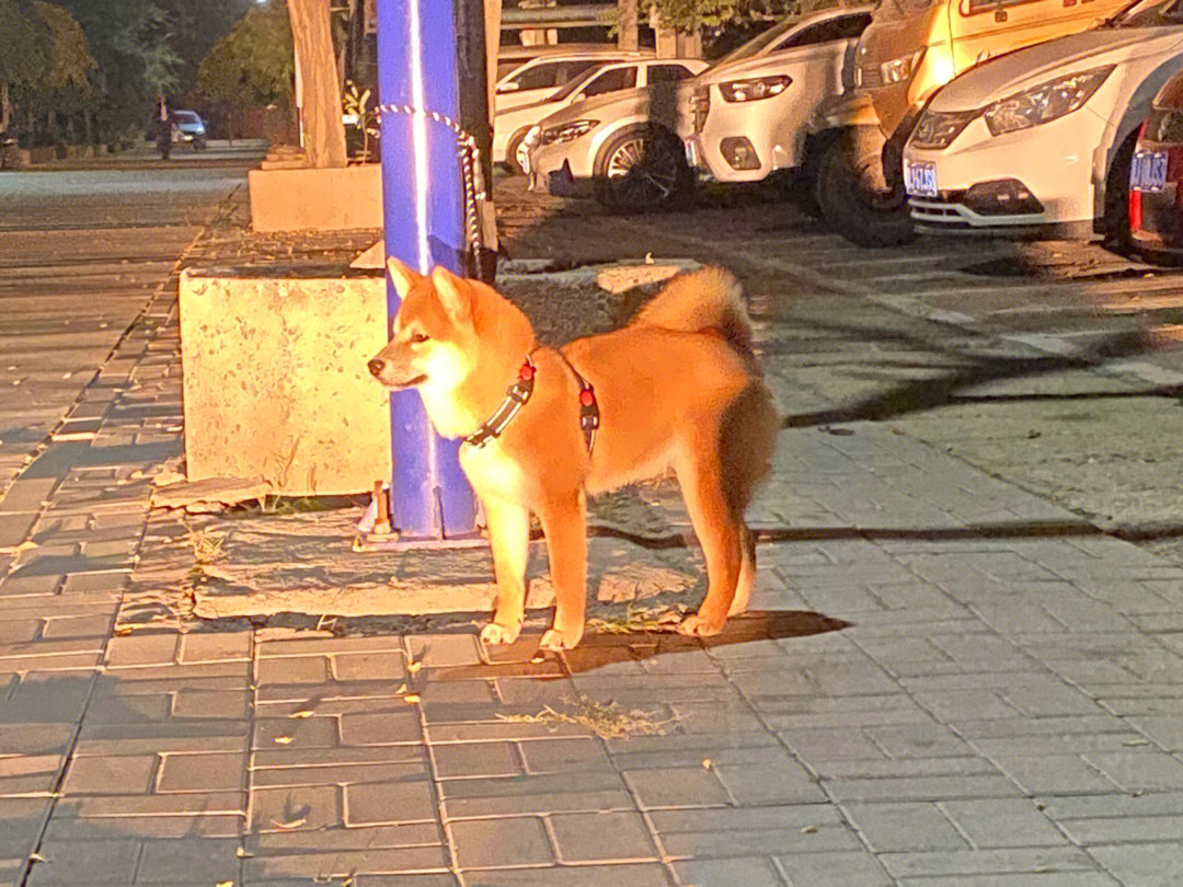 豆柴犬成年多重图片