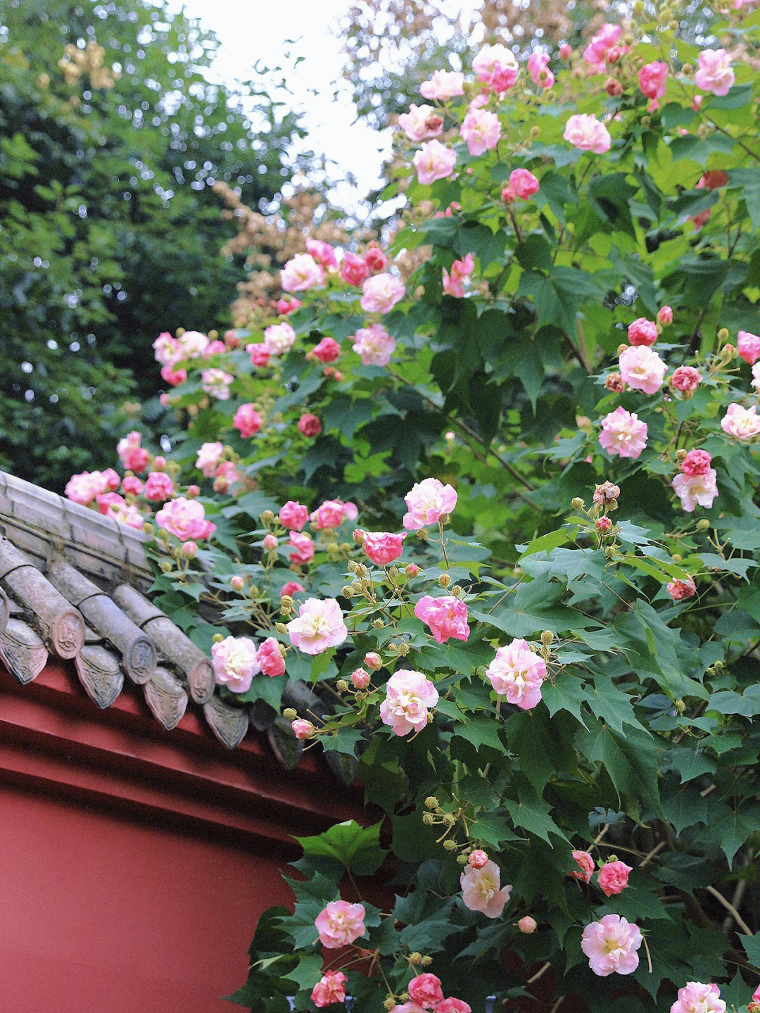 花重锦官城邂逅成都唯美芙蓉花开