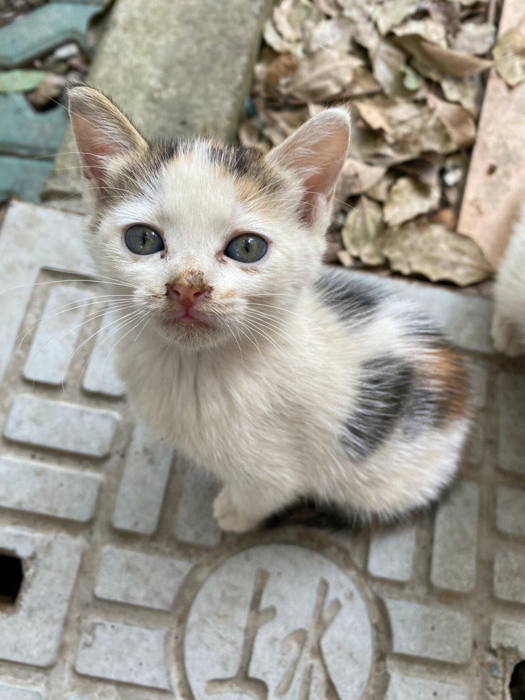 希望我们小花和小白在喵喵星可以很快乐05#流浪猫