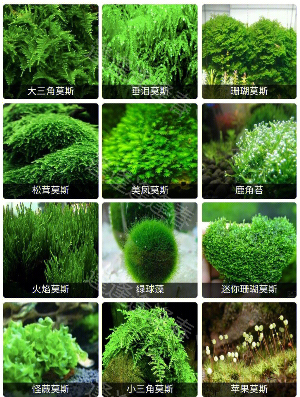 野生水草种类图片