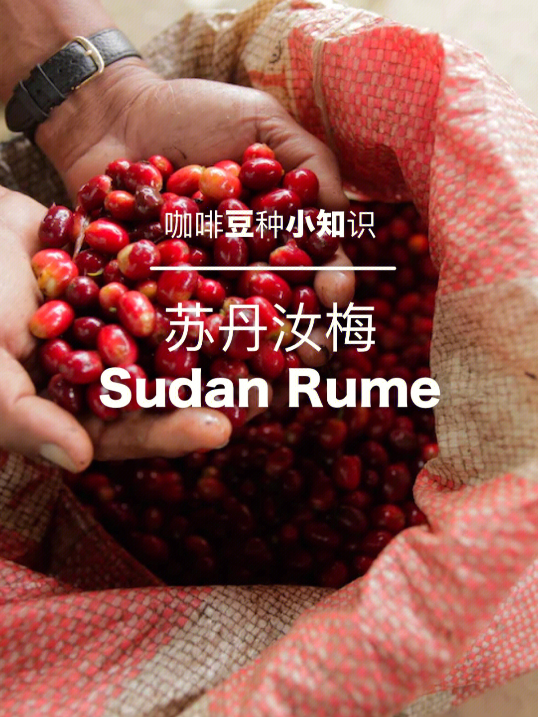 豆种知识传说中的苏丹汝梅sudanrume