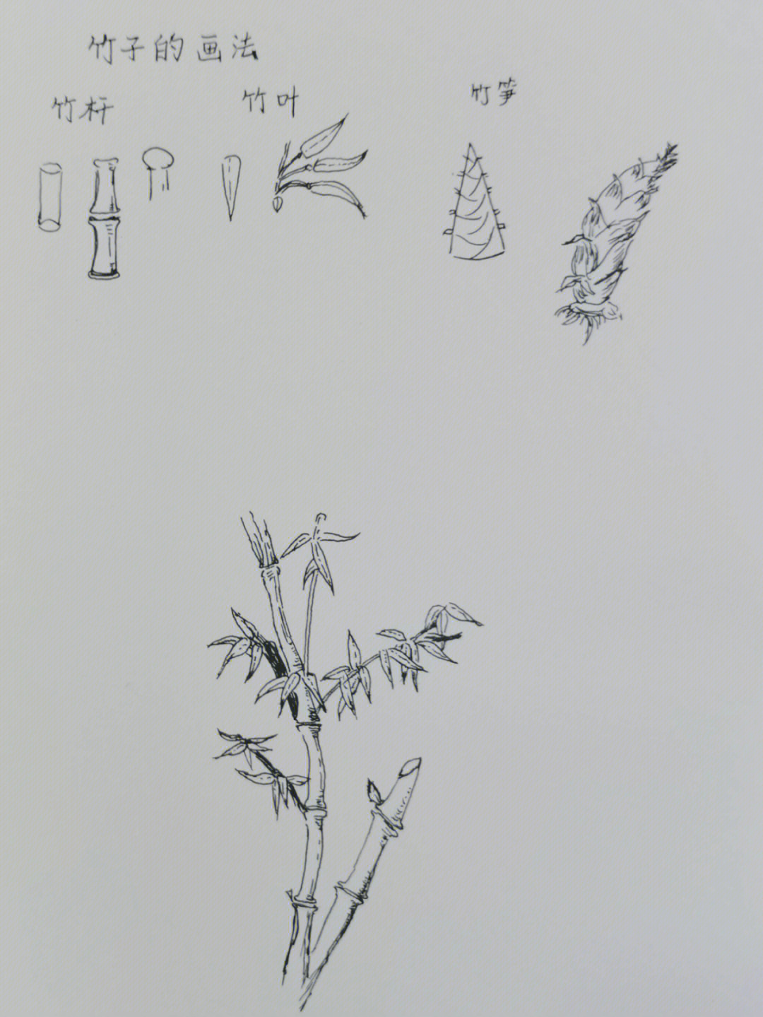 竹笋的生长过程画画图片