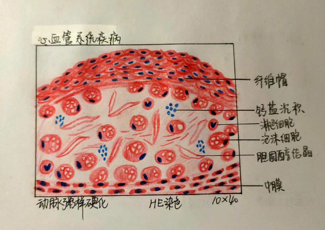 心肌细胞纵切面手绘图图片