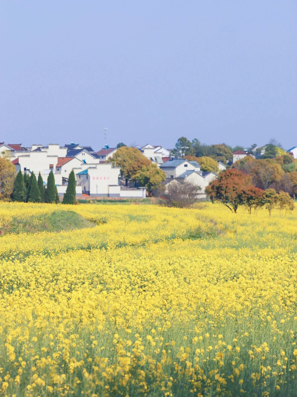 慢城油菜花