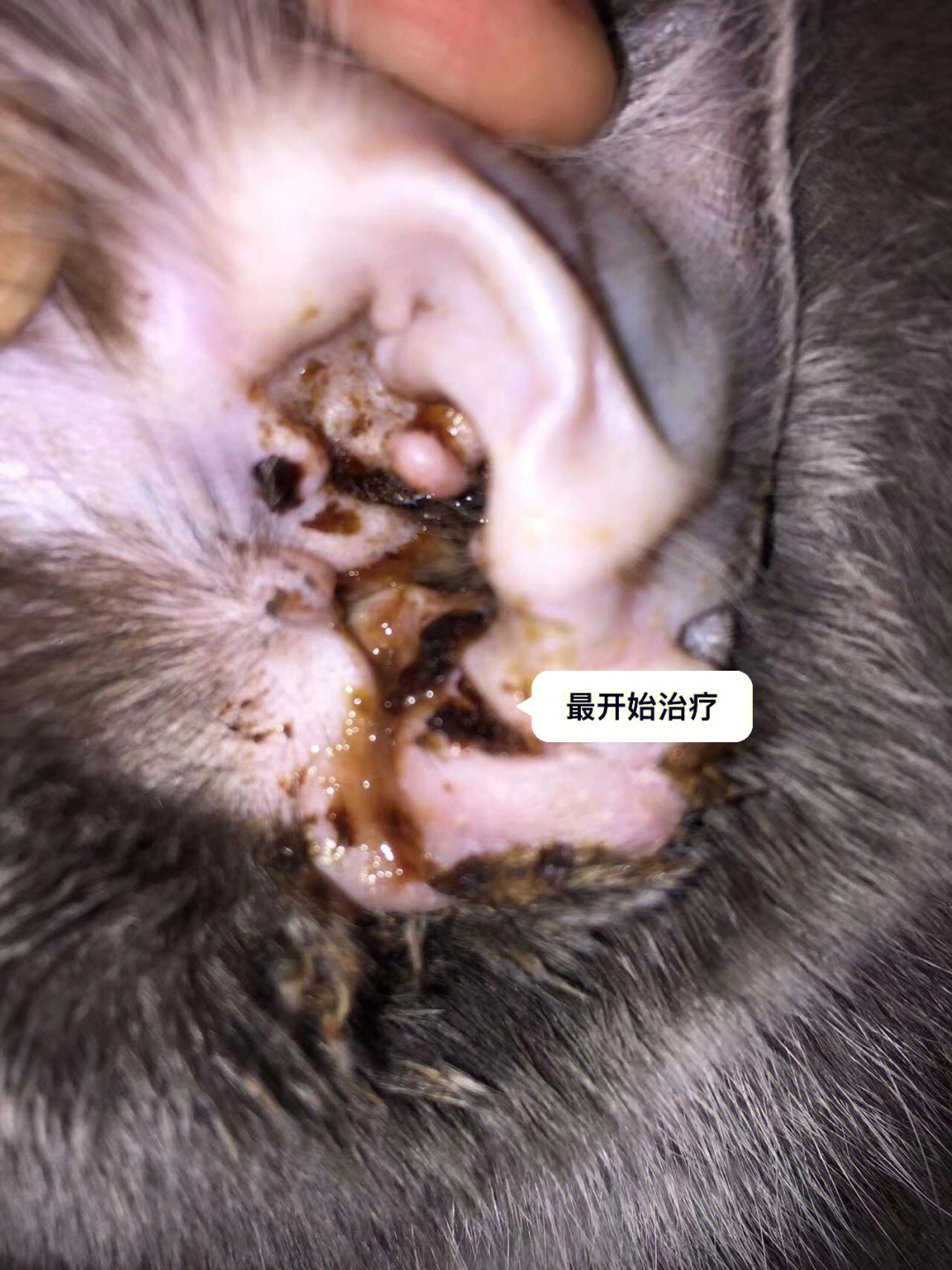 猫咪耳朵毛细血管破裂图片