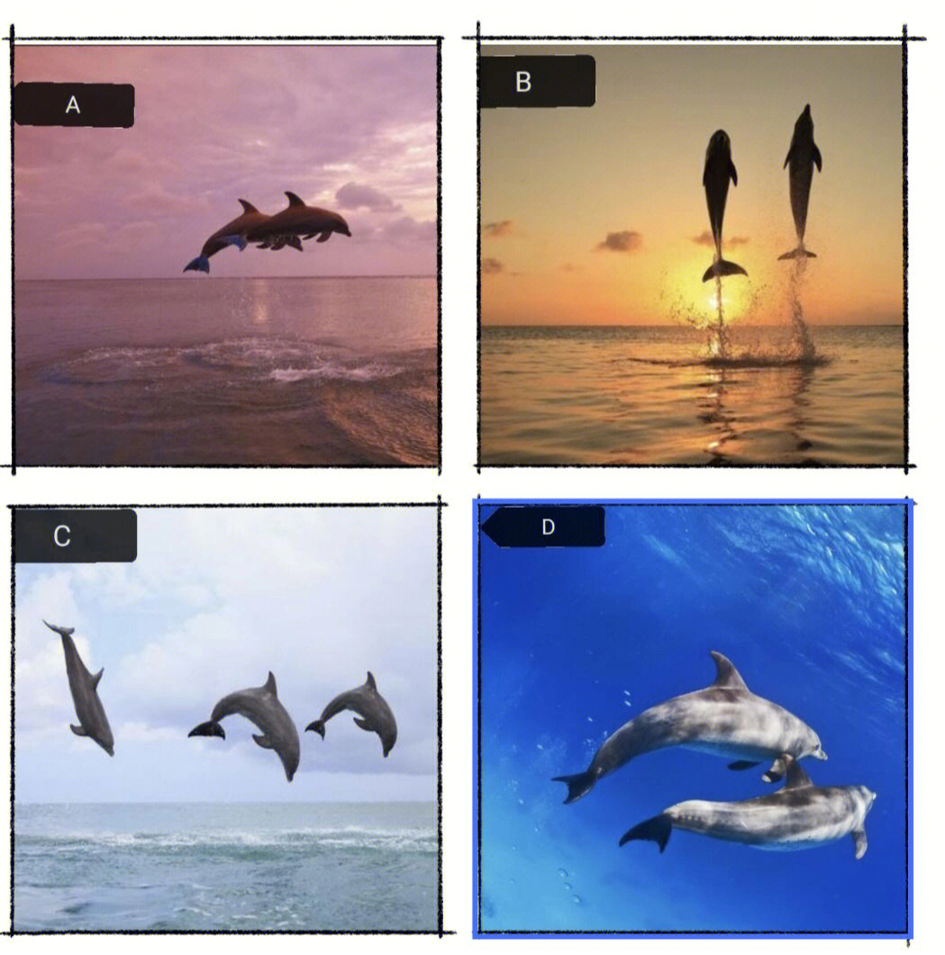9个海豚心理学图片图片