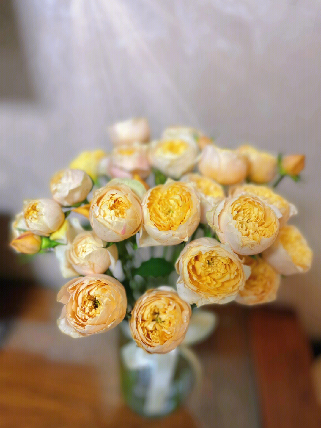 多头黄蝴蝶玫瑰花语图片
