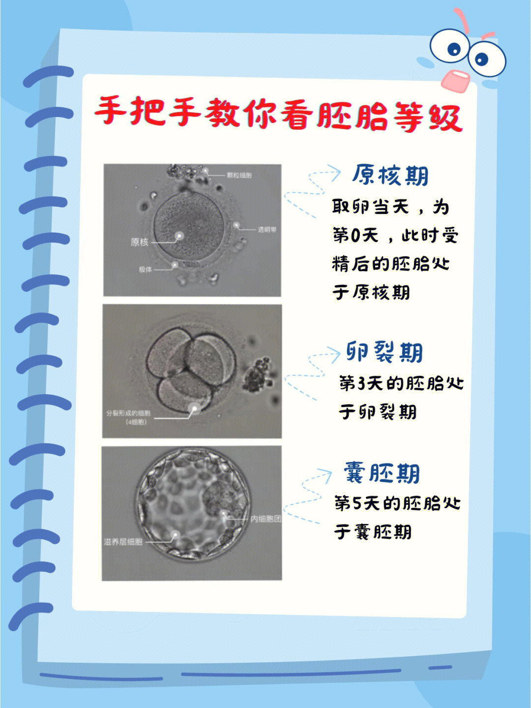 试管胚胎等级区分什么样的胚胎才优质