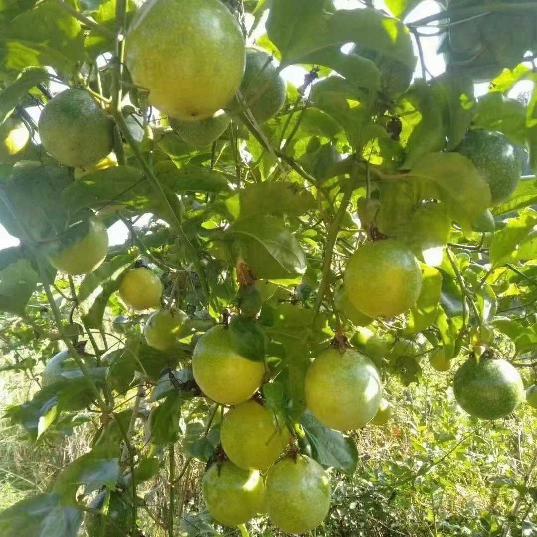 黄金果 庐山图片