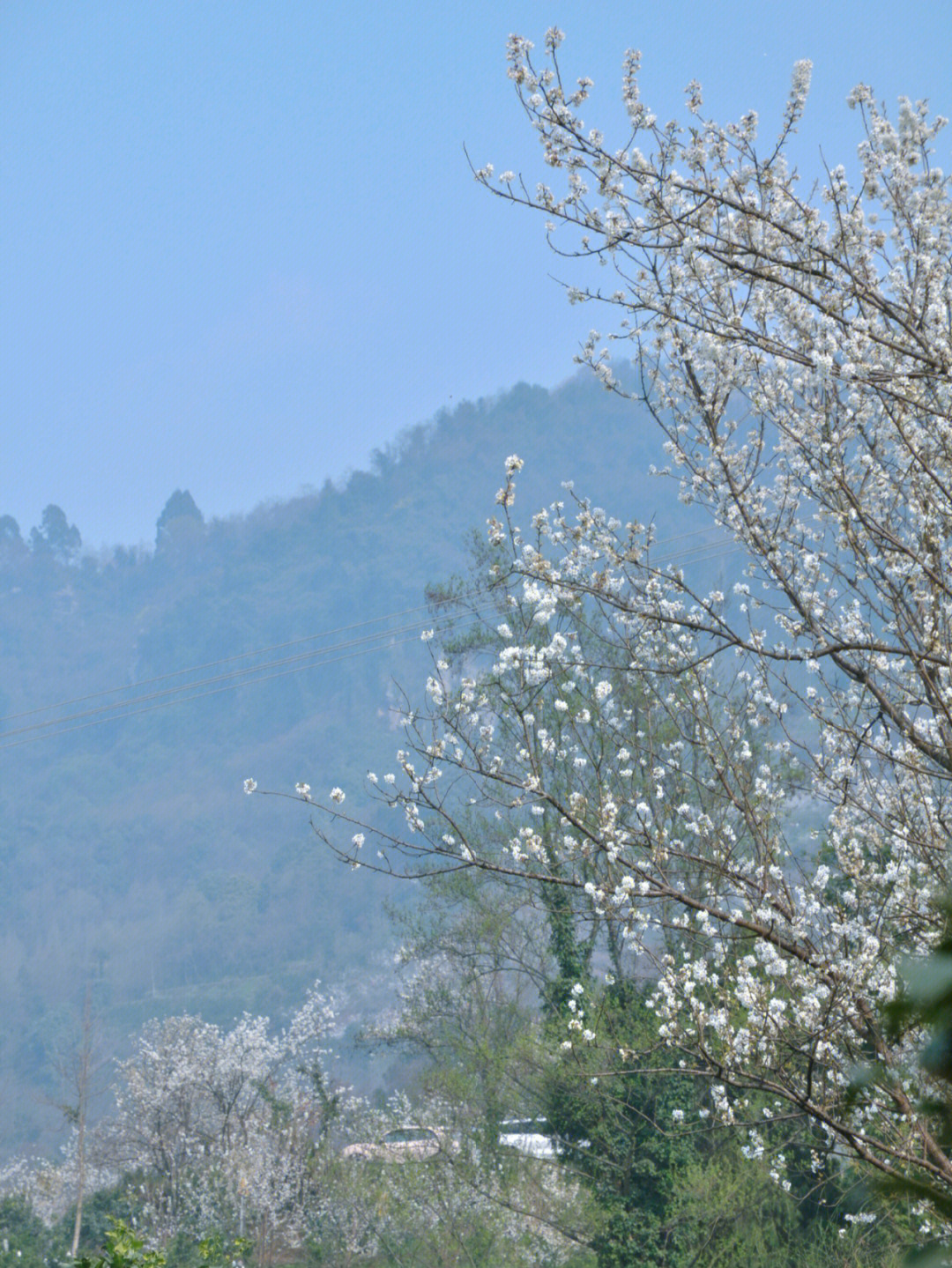 官帽山樱花