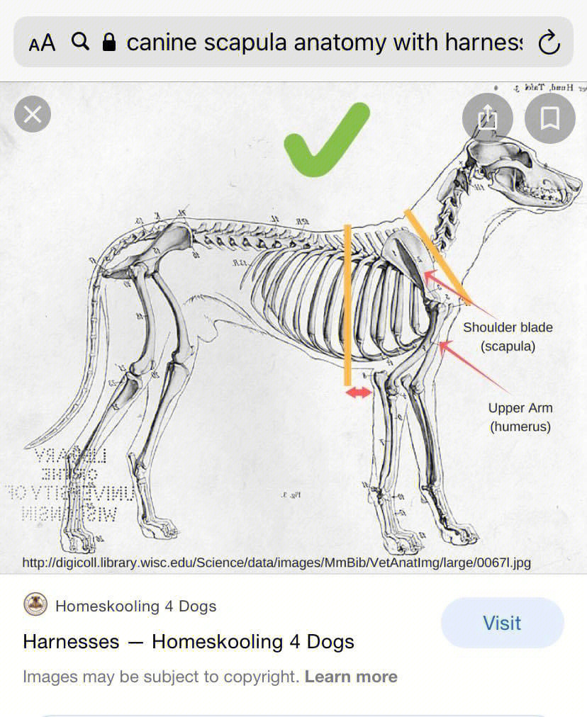 狗狗的肋骨位置图图片