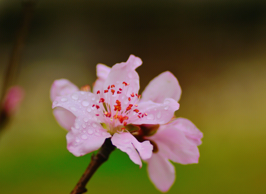 三月桃花开