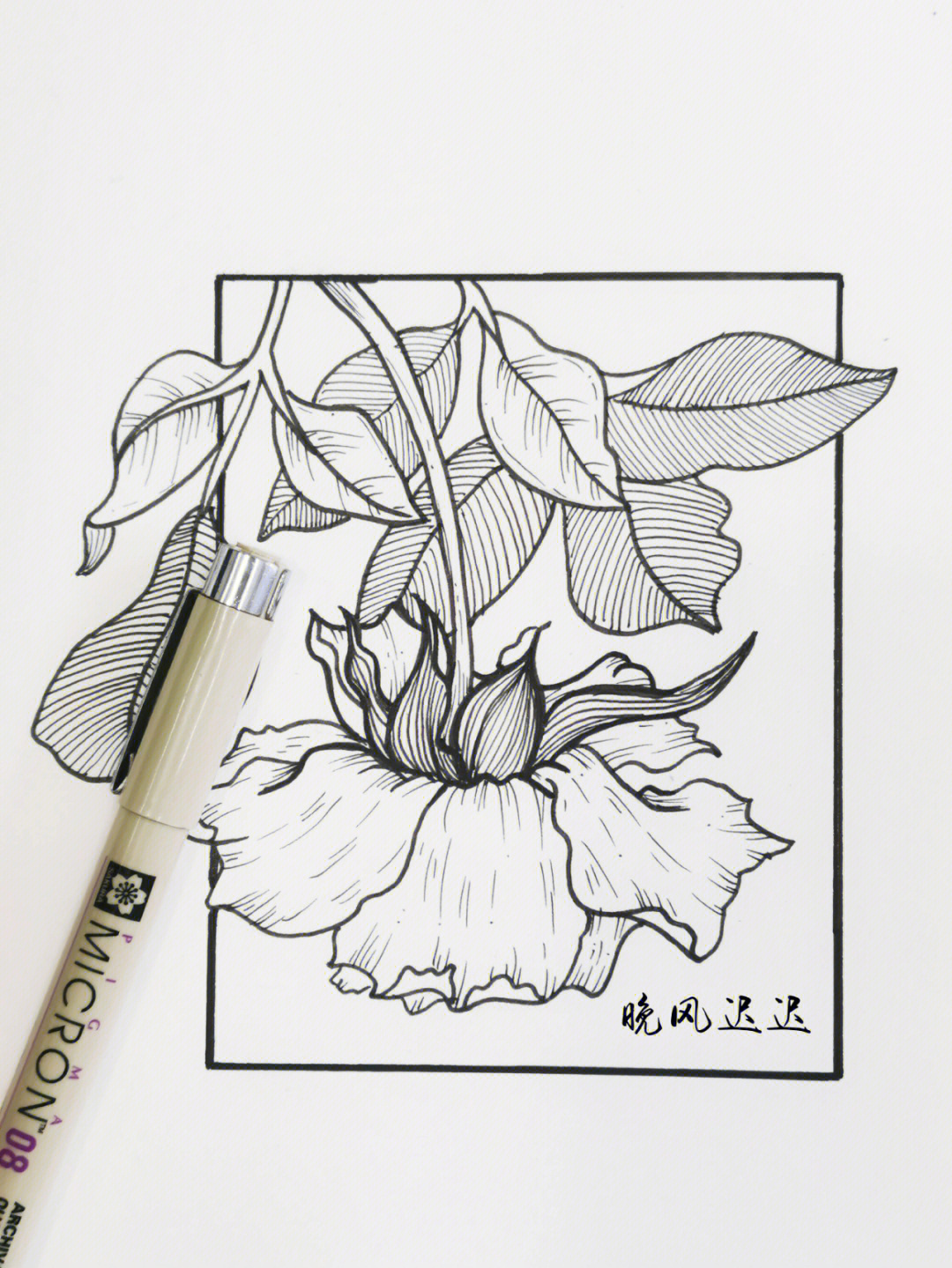 黑白线描花卉