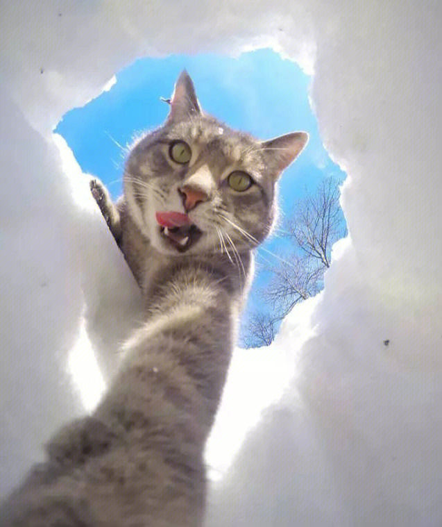 自拍猫manny划船图片