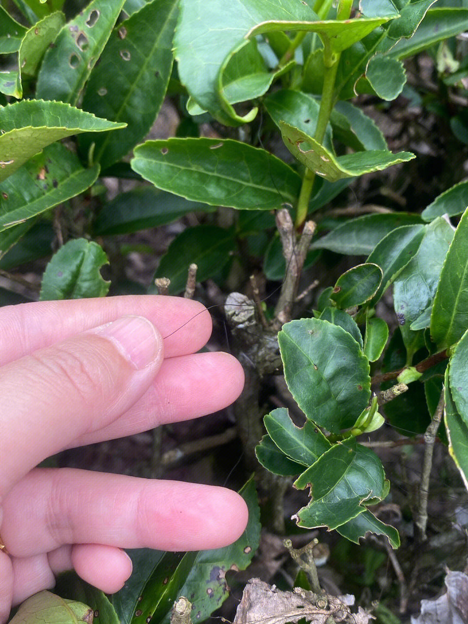 茶树上长出来的毛发