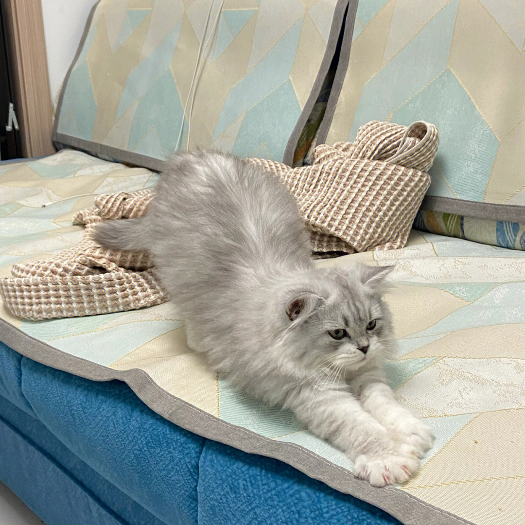 软耳奶猫生理裤图片