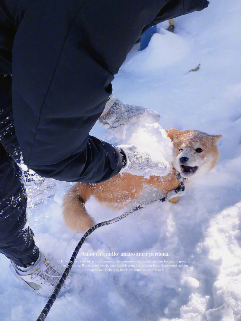 雪地柴犬