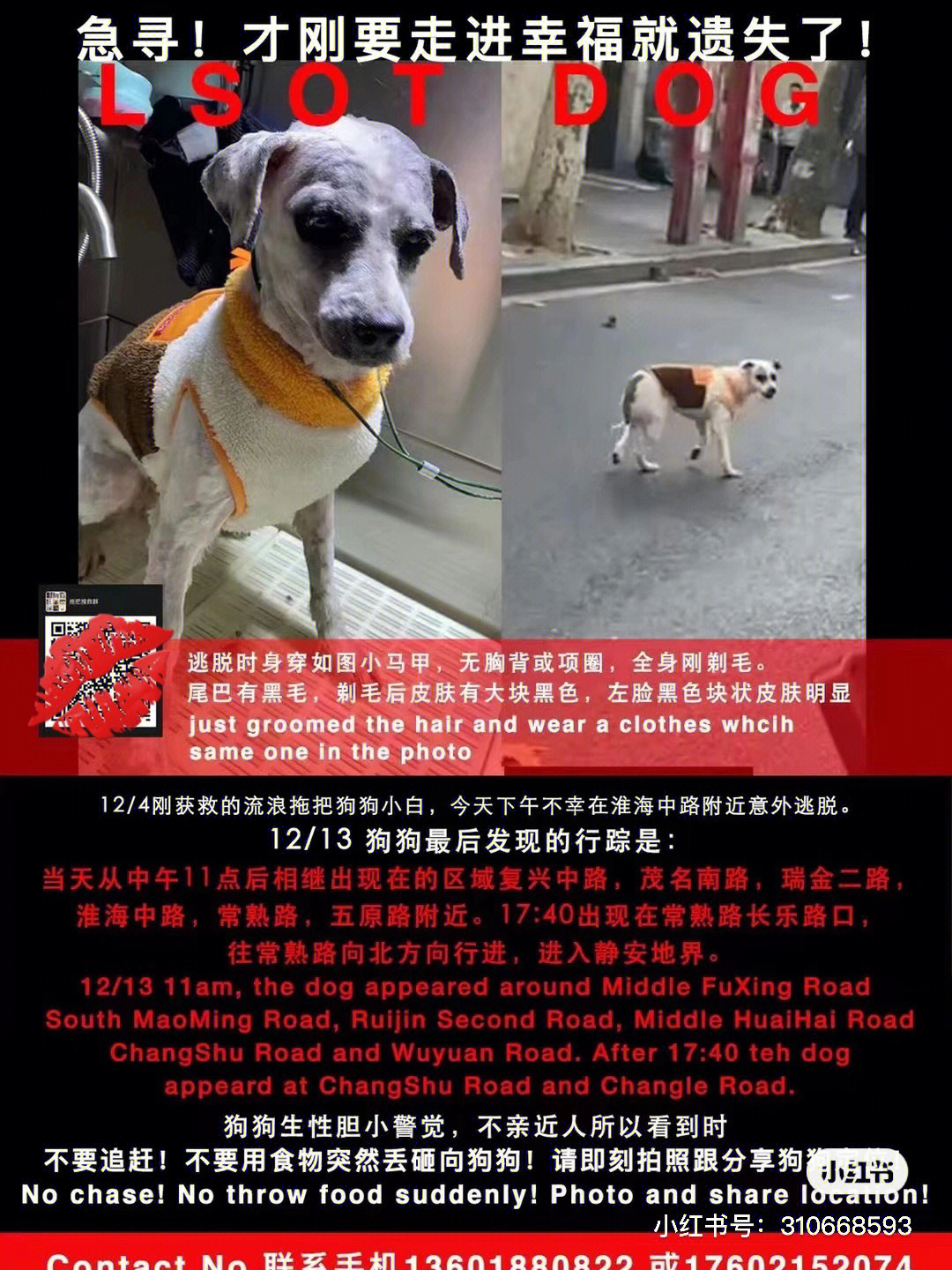上海寻狗