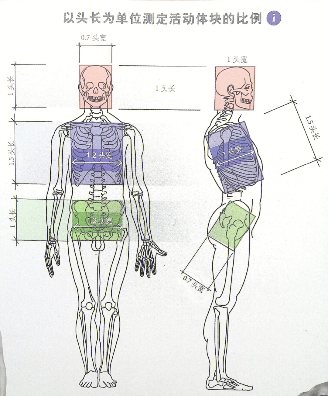 人体构照图表图片