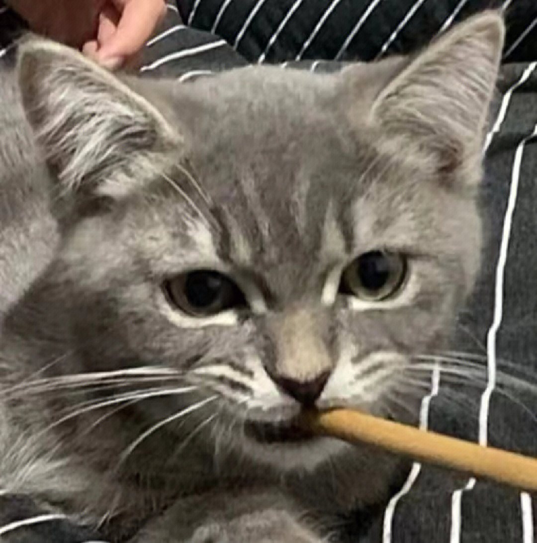 抽烟的猫 头像图片