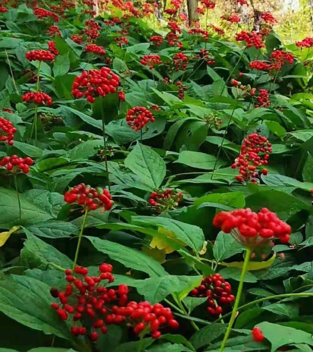 山苍子花的功效与作用图片