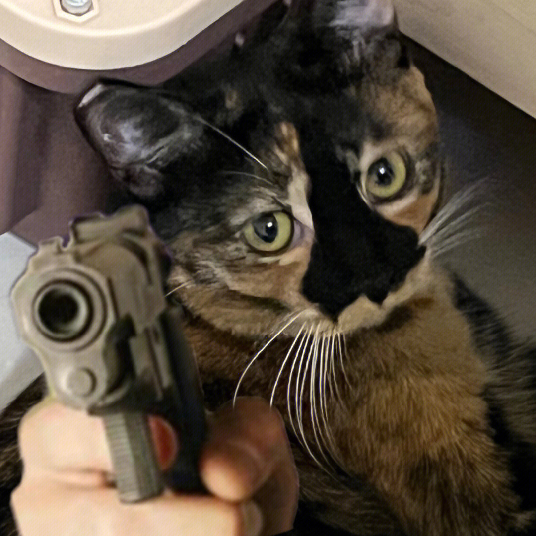 猫把枪推开的表情包图片